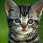 Avatar de l’utilisateur