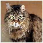 Avatar de l’utilisateur