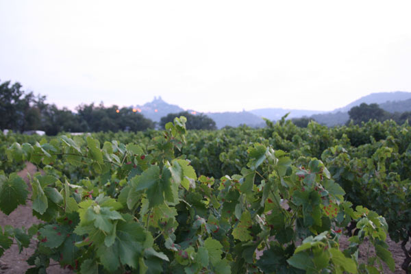 Un lieu magique entre ciel et terre, avec les vignes...